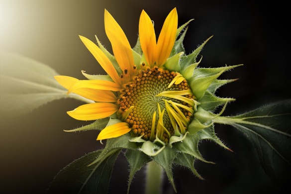sunflower-3113318_960_720