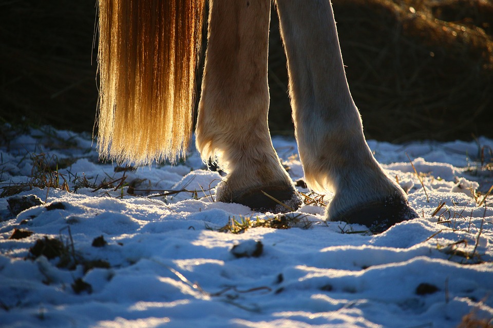 pezuña caballo nieve